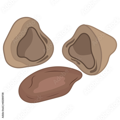 Nut Types Food Pili Nut