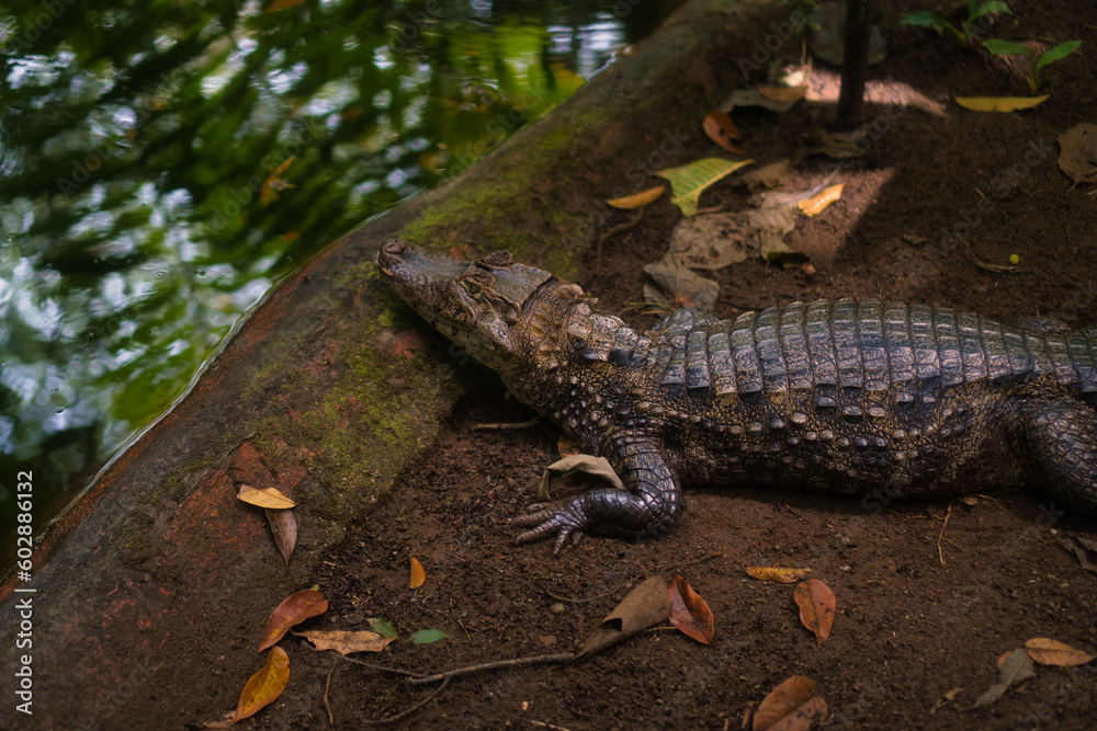 Fototapeta premium Crocodile in a rescue park in Costa Rica