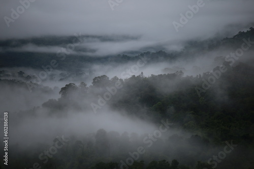 Panoramic view of tropical rainforest during rainy season In the morning there is a mist hovering above the trees. © sudtawee