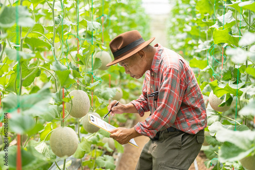 Farmer examining melon at organic farm farmer check quality products in melon farm at gardener green house.Thai Agribusiness and online marketing,laptop,internet,American,business concept. © ND STOCK