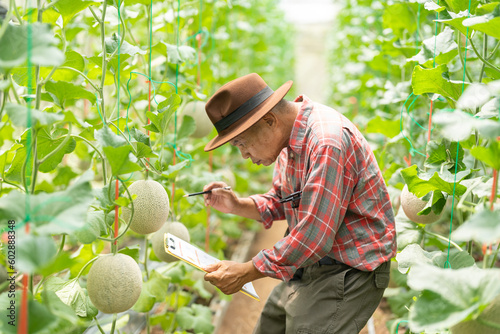 Farmer examining melon at organic farm farmer check quality products in melon farm at gardener green house.Thai Agribusiness and online marketing,laptop,internet,American,business concept. © ND STOCK