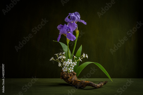 Iridaceae. Íris. Cerástium. Ikebana on driftwood in Japanese style.