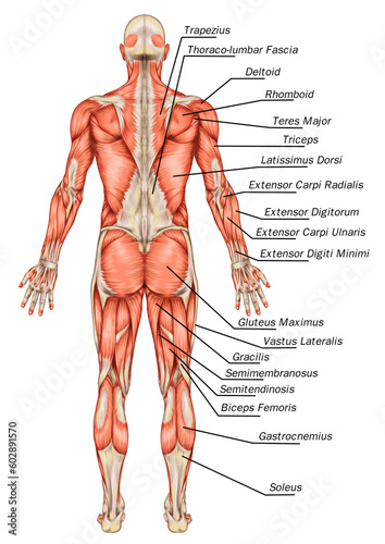 Didactic board of anatomy of male muscular system, posterior view, full body  photo