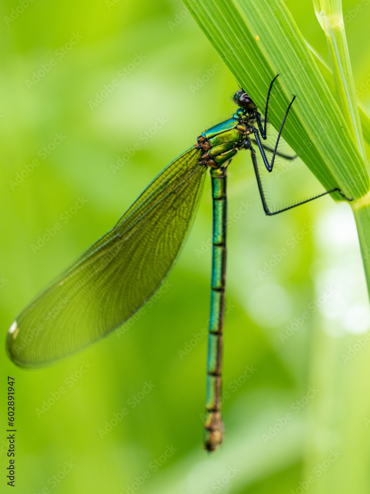 Libelle Libelle
