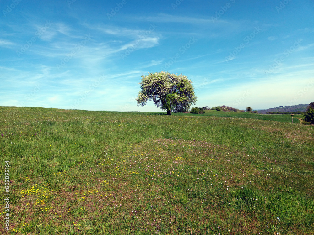 Obraz premium Baum im Frühjahr vor blauem Himmel und Wiese mit Blumen im Frühjahr bei Hintertiefenbach in der Nähe von Idar-Oberstein auf dem Wanderweg Traumschleife Kupfer-Jaspis-Pfad.