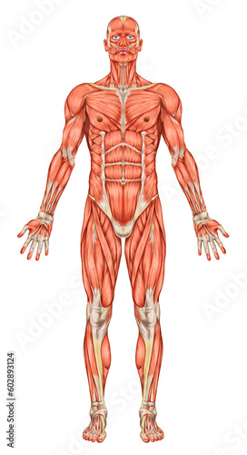Fotografia Anatomy of man muscular system - anterior view