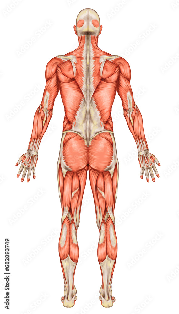 Anatomy of male muscular system, posterior view, full body Anatomy of male muscular system, posterior view, full body