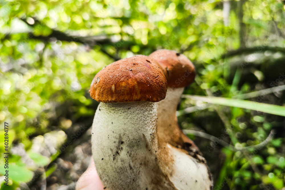 L. aurantiacum on the background of a green forest, mushroom harvest.
