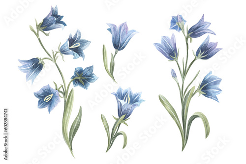 Fotografie Hand drawn watercolor bluebell flower illustration