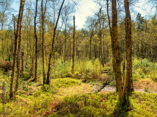 Wald © Peter