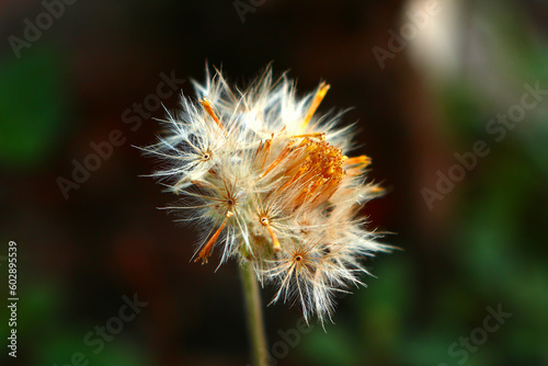 Bidens pilosa also called ketul kebo