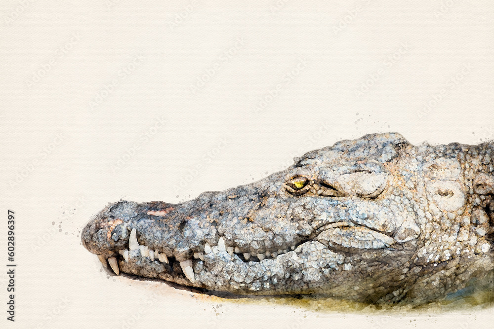 Obraz premium Crocodile with copy space, place your own text. Close up portrait of large Nile crocodile native to freshwater habitats in Africa. Aquarelle, watercolor illustration.