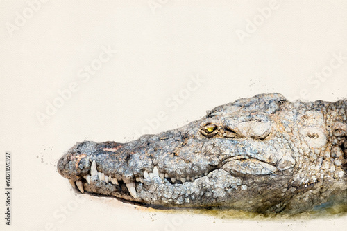 Crocodile with copy space, place your own text. Close up portrait of large Nile crocodile native to freshwater habitats in Africa. Aquarelle, watercolor illustration.