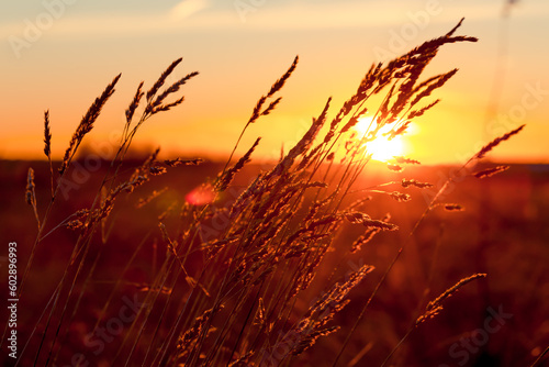 Grass at sunset