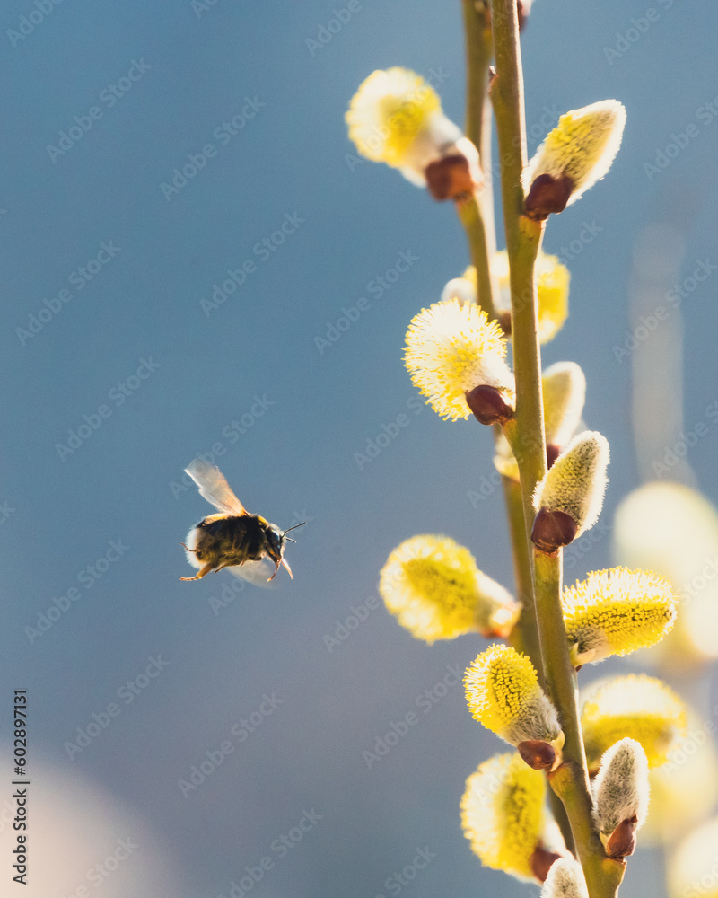 Fototapeta premium Flying bumblebee on a blue background approaching yellow flowers 