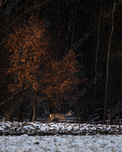 Lone deer walking past a dark forest and a orange, brown tree in autumn 