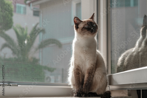beautiful young siamese sitting at the open window with pet friendly cat proof mosqito net Scratch-Resistant, sunny weather