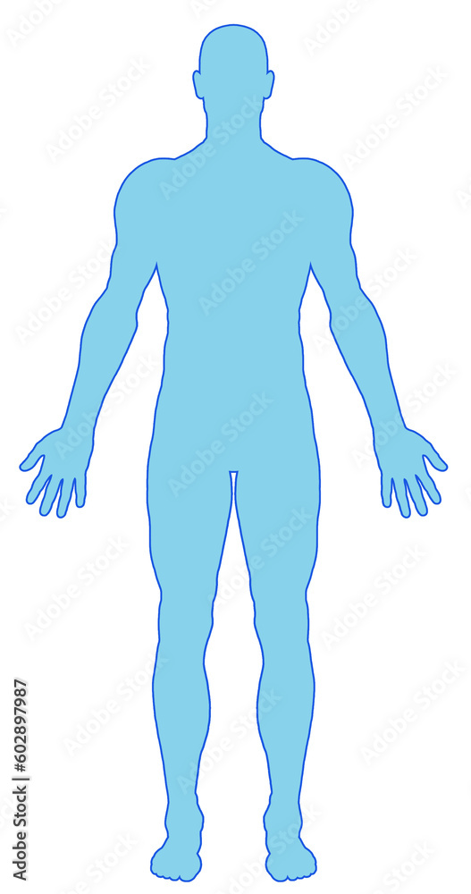 Fototapeta premium Male body shapes, human body outline, contour of full body 