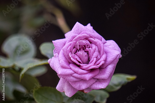 Beautiful rose with blurred backgrround