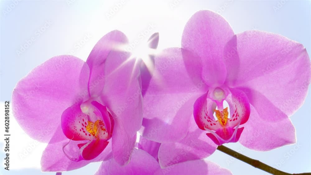 Purple orchid blossoms swaying on the wind against bright blue sky. Sun shining through the flowers. Beautiful nature at sunny summer day. Luxury tropical phalaenopsis. Close up shot.
Purple orchid blossoms swaying on the wind against bright blue sky. Sun shining through the flowers. Beautiful nature at sunny summer day. Luxury tropical phalaenopsis. Close up shot.