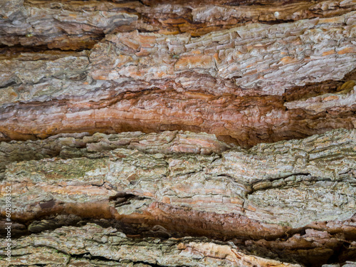 Pine tree bark closeup