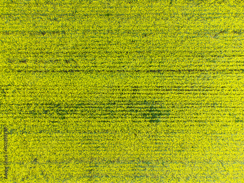 Aerial rapeseed field background