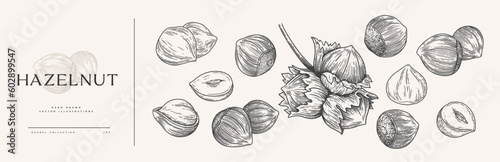 Set of hand-drawn hazelnuts. Tropical fruit, open and in a shell. Organic food concept. It can be used as a decoration element for markets, menus, and packaging. Vintage botanical illustrations.