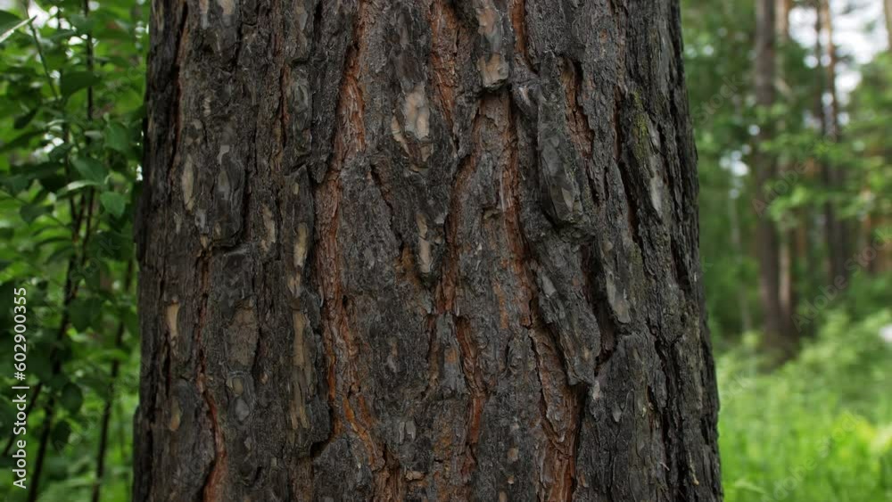A tree trunk in a summer forest. Tree bark from pine. A tree trunk in a summer forest. Tree bark from pine.
