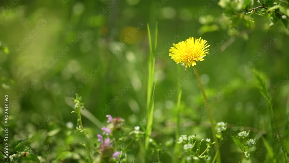 Yellow dandelions in early spring close-up with green grass. Spring sunny day. Beautiful flower in nature. bright dandelion flowers. give women flowers concept