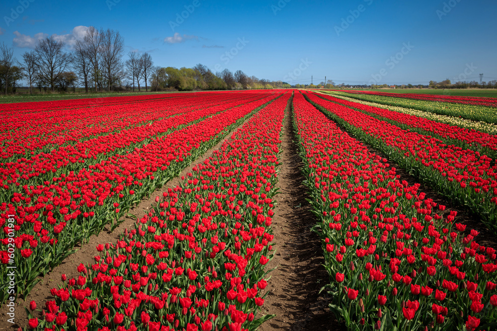 Blooming tulips in the field of northern Poland