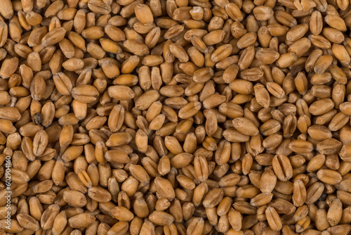 whole background of wheat grain