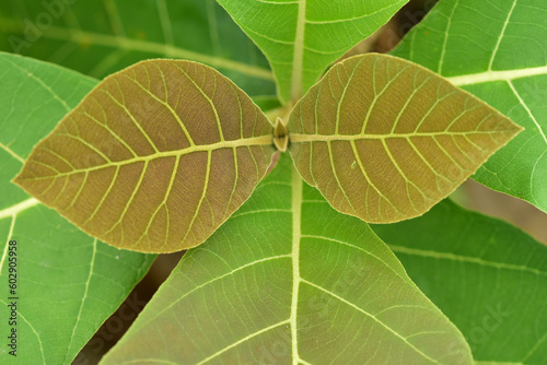The young purple teak leaves are blooming. concept of growing green leafy plants such as teak