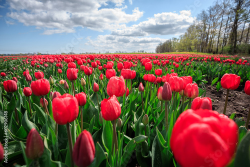 Blooming tulips in the field of northern Poland