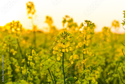 field of rapeseed © romantsubin