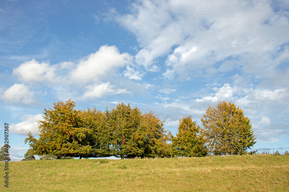 autumn landscape with tree autumn landscape with tree