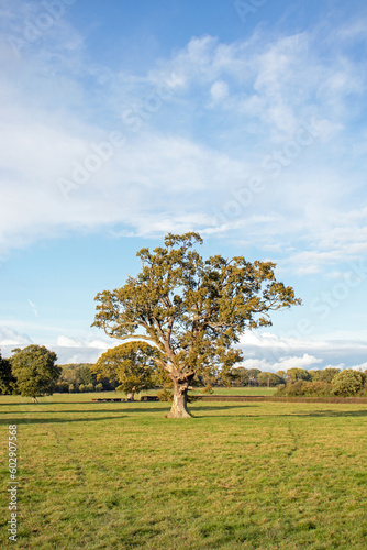 Autumn oak tree.