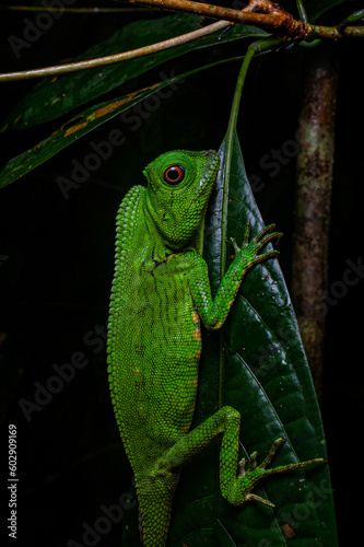 A green lizard on a black background.