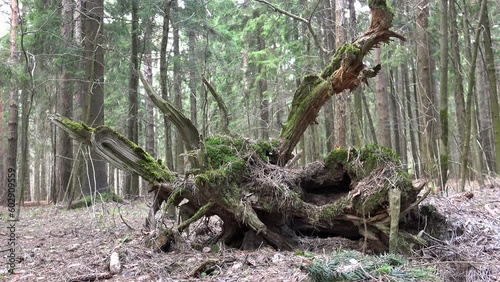 Wallpaper Mural Mossy root snag of a fallen tree in a pine forest. Zoom-out shot. Torontodigital.ca