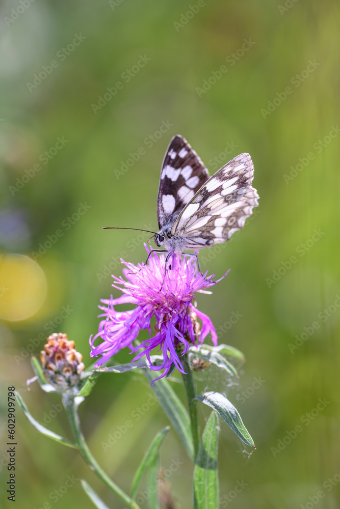 The marbled white - Melanargia galathea resting on Centaurea scabiosa - greater knapweed The marbled white - Melanargia galathea resting on Centaurea scabiosa - greater knapweed