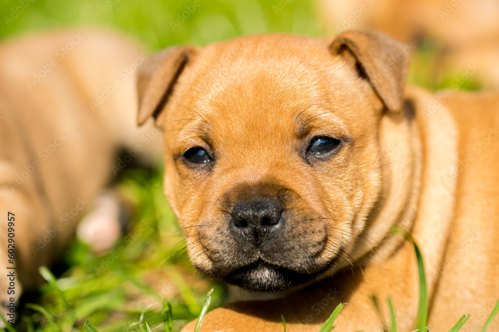 Staffordshire bull terrier, wonderful puppies from professional breeding of purebred dogs in Poland. Staffordshire bull terrier, wonderful puppies from professional breeding of purebred dogs in Poland.