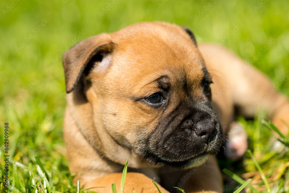 Staffordshire bull terrier, wonderful puppies from professional breeding of purebred dogs in Poland. Staffordshire bull terrier, wonderful puppies from professional breeding of purebred dogs in Poland.