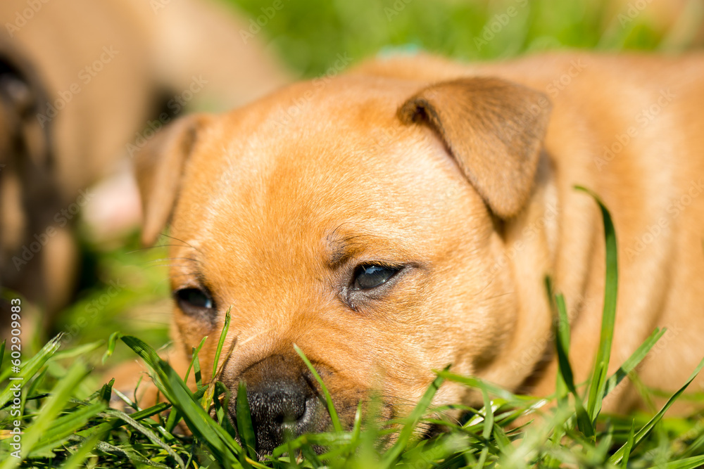 Staffordshire bull terrier, wonderful puppies from professional breeding of purebred dogs in Poland. Staffordshire bull terrier, wonderful puppies from professional breeding of purebred dogs in Poland.