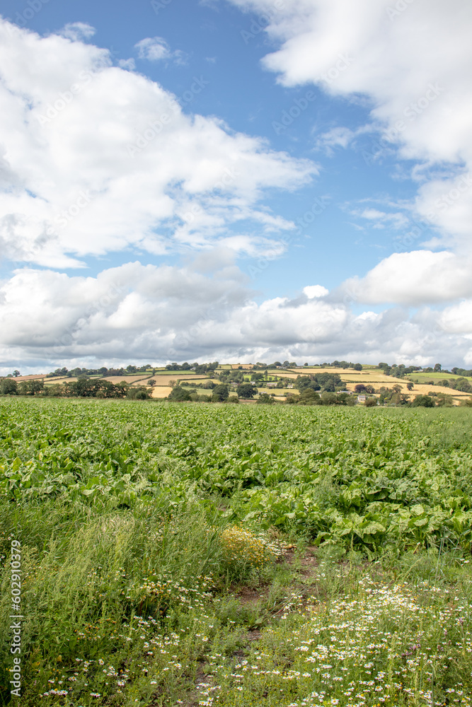 Summertime in the countryside.