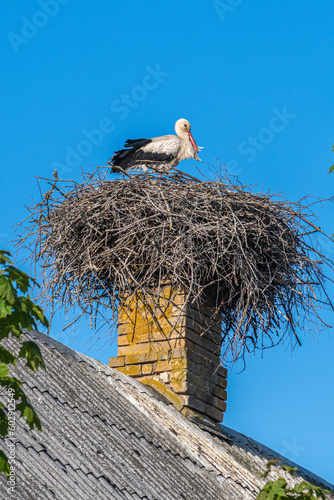 Beautiful female of a white and black stork nesting in a large nest on the roof of a house in spring, vertical photo