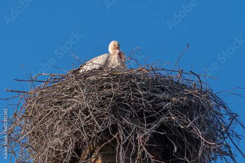 Beautiful female of a white and black stork nesting in a large nest on the roof of a house in spring photo