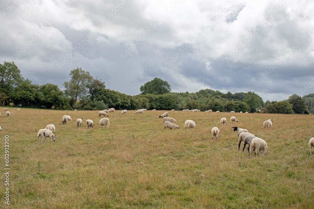 Obraz premium Flock of sheep on a meadow
