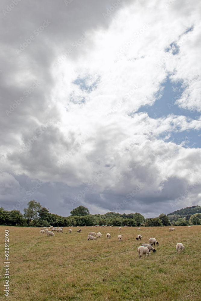 Landscape with sheep and clouds Landscape with sheep and clouds