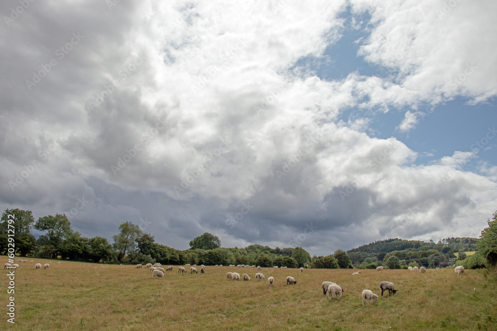 Flock of sheep in the field Flock of sheep in the field