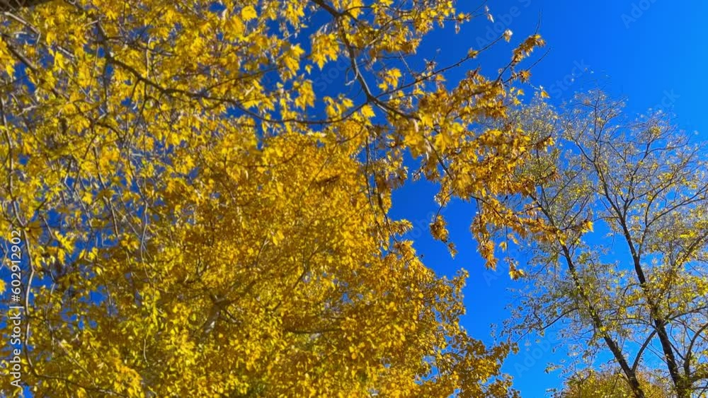 Autumn yellow tree leaves in blue sky, Toronto, Canada Autumn yellow tree leaves in blue sky, Toronto, Canada