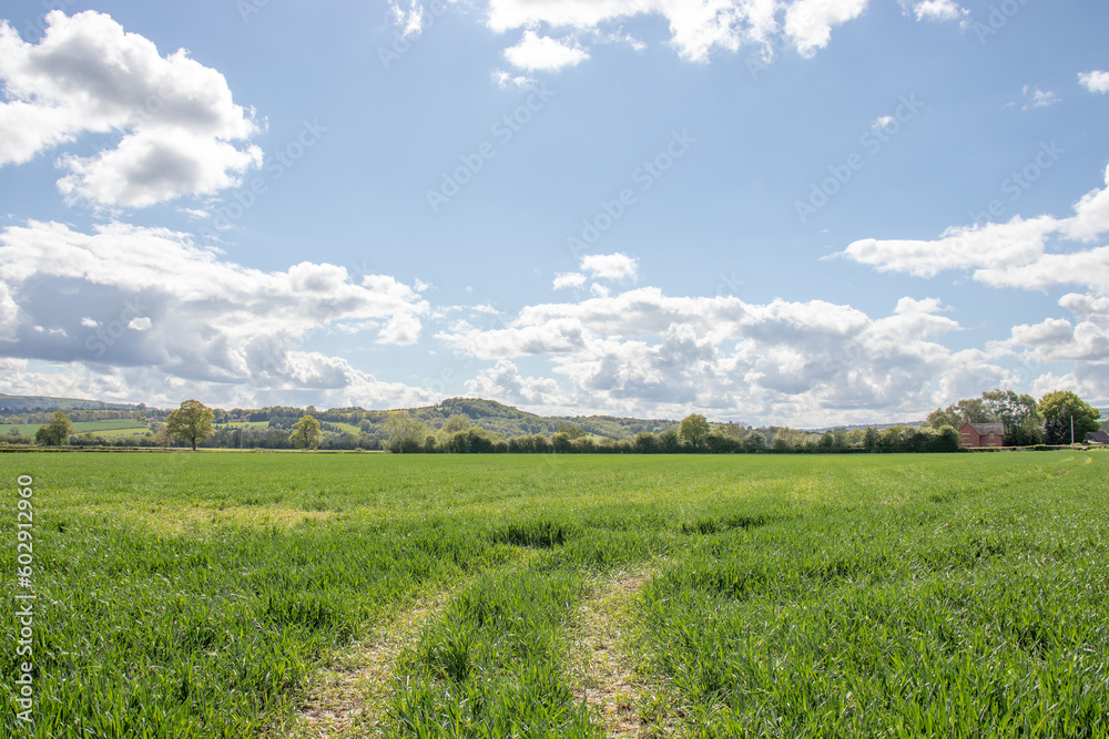 Obraz premium Summertime crops in the countryside.